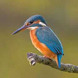 Common Kingfisher Alcedo atthis